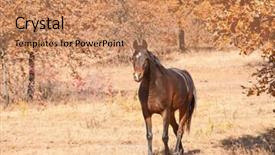  Presentation with horse - Cool new presentation theme with dark bay arabian horse walking backdrop and a coral colored foreground