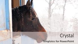  Presentation with barn - Audience pleasing PPT theme consisting of dark bay horse looking out from a barn in heavy snow fall backdrop and a light gray colored foreground