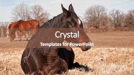  Presentation with grass dark - Slide set consisting of dark bay horse sleeping background and a tawny brown colored foreground