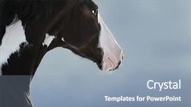  Presentation with dark blue - Audience pleasing theme consisting of dark blue background side backdrop and a light blue colored foreground