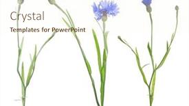  Presentation with dark blue - Slides consisting of dark-blue-cornflowers-isolated background and a cream colored foreground