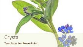  Presentation with dark flower - Cool new PPT theme with dark-blue-forget backdrop and a soft green colored foreground