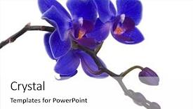  Presentation with dark blue coloured - Cool new presentation with dark blue orchid flowers isolated backdrop and a white colored foreground