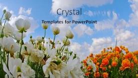  Presentation with blue orange white - Amazing PPT theme having dark blue spring sky and clouds above a field white and orange flowers photographed by a lens the fish eye backdrop and a light blue colored foreground