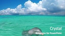  Presentation with dolphin - Theme enhanced with dark blue water drop bottom - dolphin background and a teal colored foreground