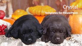  Presentation with sleep - Slide deck consisting of dark brown - sleep labrador puppy background and a red colored foreground