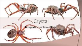  Presentation with brown - Beautiful PPT theme featuring dark-brown-orb-weaver-spiders backdrop and a soft green colored foreground