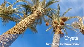  Presentation with date palm - Amazing slide deck having dark brown ripen date backdrop and a teal colored foreground