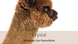  Presentation with dark - Presentation design with dark-brown-young-alpaca-lama background and a coral colored foreground