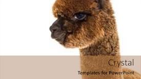  Presentation with dark - Slide set enhanced with dark-brown-young-alpaca-lama background and a coral colored foreground
