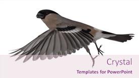  Presentation with flight - PPT theme with dark-bullfinch-female-in-flight background and a lemonade colored foreground