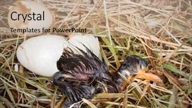  Presentation with dark colon cancer - Beautiful PPT layouts featuring dark colored little mallard duckling backdrop and a  colored foreground