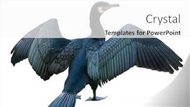  Presentation with dark - Cool new presentation design with dark cormorant with open wings isolated on white background backdrop and a white colored foreground