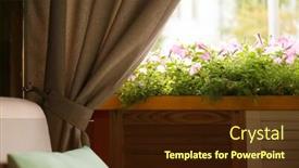  Presentation with curtain - Colorful theme enhanced with dark curtain and wooden sill with blooming petunias backdrop and a wine colored foreground