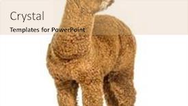  Presentation with lama - Presentation theme with dark-fawn-alpaca-lama-pacos background and a yellow colored foreground