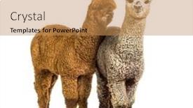  Presentation with dark grey - Presentation theme featuring dark-fawn-and-medium-silver background and a coral colored foreground