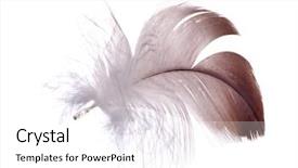  Presentation with islamic feather - Colorful slides enhanced with dark feather isolated on white backdrop and a white colored foreground