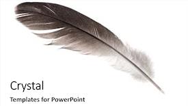  Presentation with feather - Slide deck with dark feather isolated on white background and a  colored foreground
