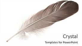  Presentation with feather - Beautiful PPT theme featuring dark feather isolated on white backdrop and a  colored foreground