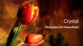  Presentation with dark flower - Beautiful presentation theme featuring dark flower design backdrop and a  colored foreground