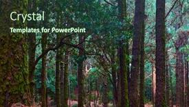  Presentation with dark forest - PPT layouts having dark-forest-conifer-woods background and a tawny brown colored foreground