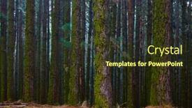 Presentation with dark forest - PPT theme enhanced with dark-forest-pine-trees background and a tawny brown colored foreground