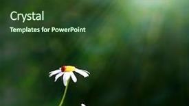  Presentation with daisy - Colorful slide deck enhanced with dark garden design - daisy backdrop and a tawny brown colored foreground