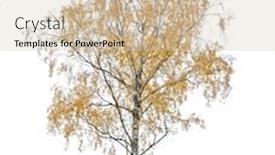  Presentation with white birch tree - Colorful presentation design enhanced with dark-gold-autumn-birch-tree backdrop and a soft green colored foreground