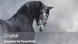  Presentation with gray - Beautiful theme featuring dark gray purebred spanish horse backdrop and a gray colored foreground