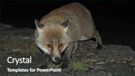  Presentation with fox hunting - Theme featuring free dark green - fox photographed while approaching furtive background and a dark gray colored foreground