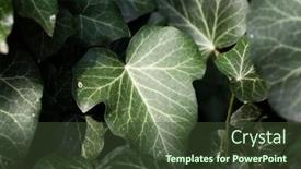  Presentation with dark green - Slide set consisting of dark-green-leaves-background background and a tawny brown colored foreground