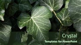  Presentation with dark green - Presentation design consisting of dark-green-leaves-background background and a tawny brown colored foreground