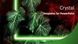  Presentation with dark green - Presentation consisting of dark-green-leaves-background background and a wine colored foreground