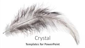  Presentation with dark grey - Slide deck enhanced with dark grey feather isolated on white background background and a white colored foreground