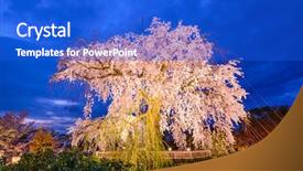  Presentation with japan cherry blossom - Theme featuring dark hd - maruyama park in kyoto japan background and a cobalt blue colored foreground