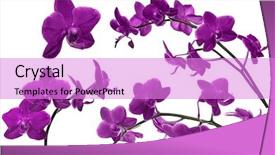  Presentation with purple flowers - PPT theme with dark lilac orchid flowers collection background and a lilac colored foreground