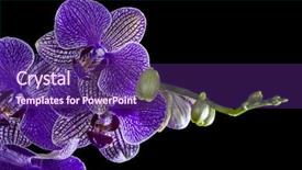  Presentation with orchid - Colorful presentation design enhanced with dark lilac orchid flowers isolated backdrop and a violet colored foreground