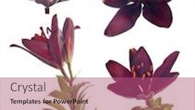  Presentation with lily - Presentation design featuring dark-lily-flowers-isolated background and a violet colored foreground