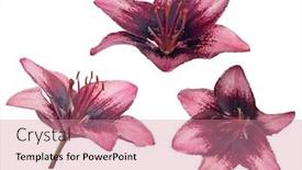  Presentation with lily - Cool new PPT theme with dark-lily-flowers-isolated backdrop and a coral colored foreground