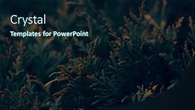  Presentation with tree - PPT layouts enhanced with dark-moody-evergreen-thuja-tree background and a wine colored foreground