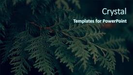  Presentation with tree - Presentation theme featuring dark-moody-evergreen-thuja-tree background and a navy blue colored foreground