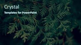  Presentation with dark - Theme consisting of dark-moody-evergreen-thuja-tree and a wine colored foreground