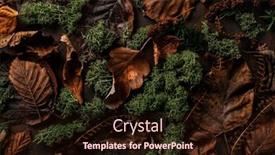  Presentation with faded - Slide set enhanced with dark-moody-faded-autumn-leaf background and a wine colored foreground