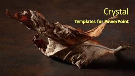  Presentation with decay - Slide set enhanced with dark-moody-faded-brown-autumn background and a wine colored foreground