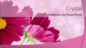  Presentation with pink flowers - Amazing slides having dark-pink-cosmos-flowers backdrop and a lemonade colored foreground