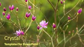  Presentation with pink flowers - Amazing presentation theme having dark-pink-magnolia-flowers-magnolia backdrop and a tawny brown colored foreground