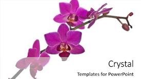 Presentation with purple flowers - Colorful slides enhanced with dark pink orchid flowers isolated backdrop and a white colored foreground