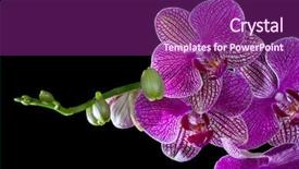  Presentation with purple orchids pink flowers orchid - Presentation theme enhanced with dark pink orchid flowers isolated background and a violet colored foreground