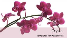  Presentation with orchid - Cool new presentation with dark pink orchid flowers isolated backdrop and a coral colored foreground