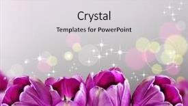  Presentation with pink peones - Cool new theme with dark pink tulips in background backdrop and a light gray colored foreground